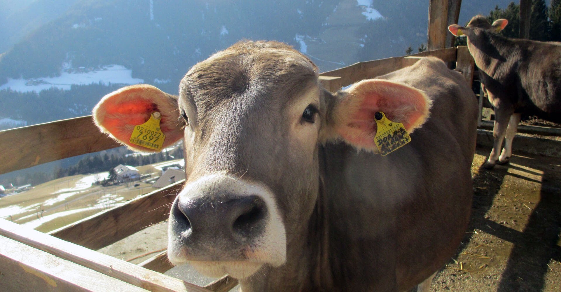 Kinderferien auf dem Bauernhof - Südtirol